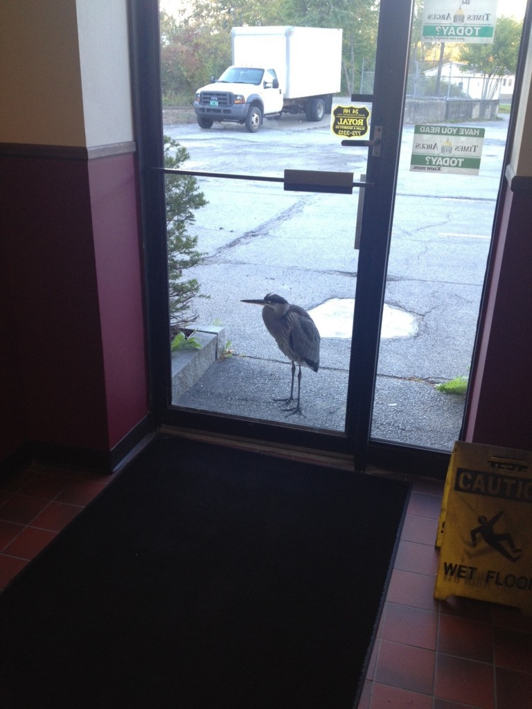 A night heron at the doors of the Times Argus in Barre