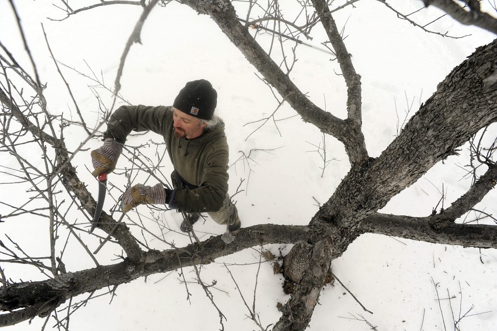 Jeb Wallace-Brodeur / Staff  Photo Jeremy Levine of Crescent Moon Landscaping in Barre Town prunes one of more than 300 apple trees at Windy Wood Orchard in Barre Town on Wednesday afternoon.